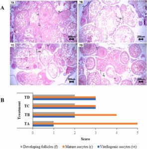 Hình 4. Mô học tuyến sinh dục của cá rô phi được bổ sung các liều lượng bột E. bulbosa khác nhau trong khẩu phần ăn. (A) Các lát cắt tuyến sinh dục nhuộm Hematoxylin và eosin (H&E) cho thấy các tế bào trứng đang trong giai đoạn tạo noãn hoàng (vt), các nang đang phát triển (f), các tế bào trứng trưởng thành (r), nhân (n) và tế bào sinh trứng (og). Thanh tỷ lệ = 200 μm; độ phóng đại = 10 ×. (B) Chấm điểm bán định lượng các loại tế bào trứng và nang trứng.