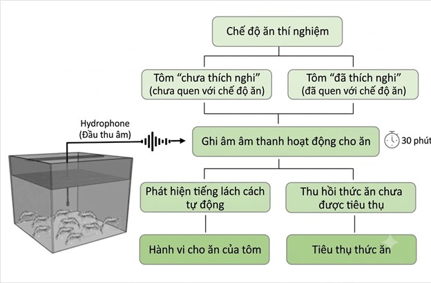 Sinh Học Âm Thanh Tôm: Những Hiểu Biết Mới Về Hành Vi Ăn Uống Và Nuôi Trồng Thủy Sản Chính Xác Sau khi thu thập dữ liệu, các video có thể được xử lý bằng phần mềm thị giác máy tính nhằm nhận diện từng cá thể tôm trong mỗi khung hình và theo dõi chuyển động của chúng theo thời gian.