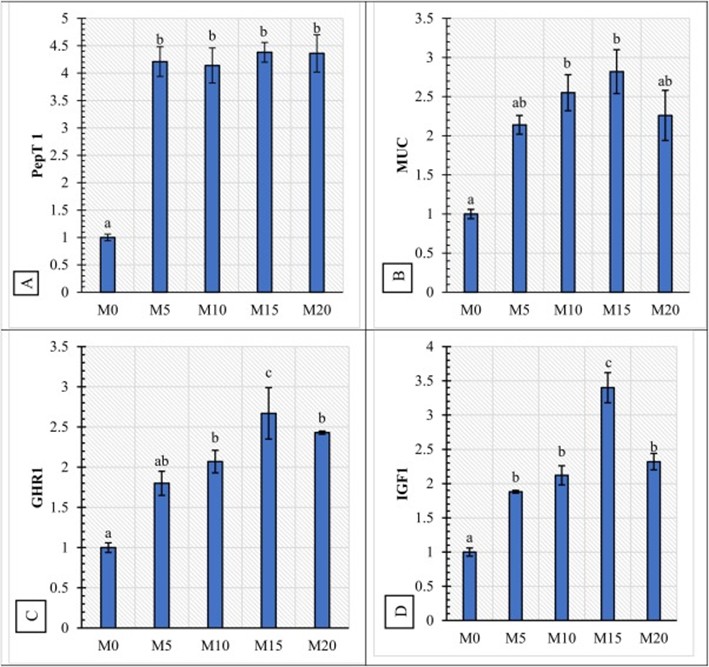 Hình 6. Biểu hiện gen liên quan đến tăng trưởng (A-PepT 1: chất vận chuyển oligopeptide 1, B-MUC: Mucin, C-GHR: thụ thể hormone tăng trưởng 1, D-IGF: yếu tố tăng trưởng giống insulin 1) của ruột cá rô phi sau thử nghiệm cho ăn 56 ngày. Các cột có chữ cái khác nhau thể hiện sự khác biệt có ý nghĩa thống kê (P < 0,05).