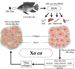 Hình 7. Sự thay đổi trong biểu hiện của các gen liên quan đến xơ hóa ở cơ cá rô phi dẫn đến xơ hóa cơ, gây ra hiện tượng cơ cứng.