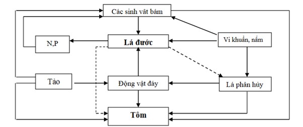 Tôm Có Ăn Lá Đước Không? (Nguồn: https://ctujsvn.ctu.edu.vn/index.php/ctujsvn/article/view/310/3509)