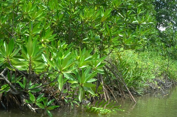 Tôm Có Ăn Lá Đước Không? Vậy, bên cạnh các loại thức ăn nêu trên, trong ao nuôi tôm – rừng, lá đước có phải là thức ăn tự nhiên của tôm hay không?